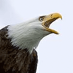 Photo of a bald eagle. USFWS photo.