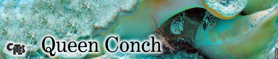 queen-conch-peaking-out-of-shell
