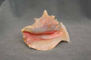 queen-conch-shell