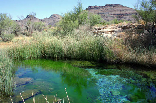 ash-meadows