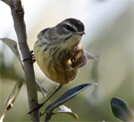 A palm warbler looks inquisitive as it sits perched on a branch