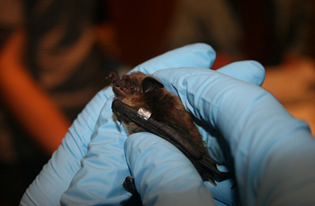 The wing band on this little brown bat will help biologists and researchers identify individual bats from year to year.