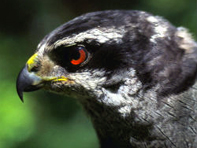 Queen Charlotte Goshawk adult male.
Photo Credit: Rich Lowell