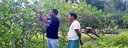 Indian farmers examin lemon tress
