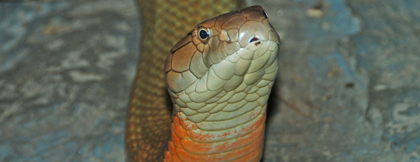 king-cobra