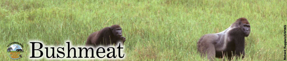 Silverback gorilla bushmeat banner image