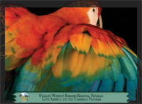 September 2012, Scarlet macaw