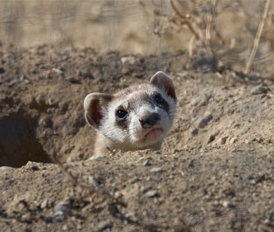 Weasle sticks his head out of ground Credit: FWS