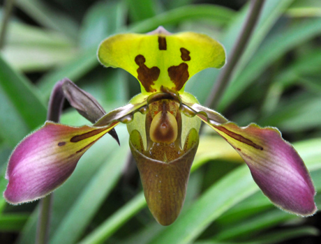 Orchid. Credit: USFWS