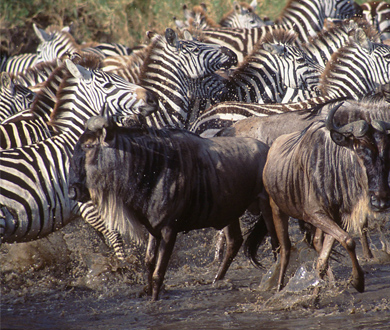 Zebras and water buffalos cross stream. Credit: Michelle Gadd/ USFWS