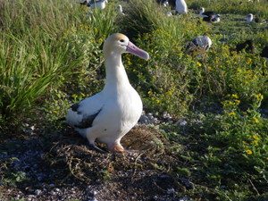 short-tailed-albatross-on-nest