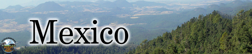 Mexico program banner