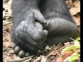 Video still of a great ape's hand and foot from the Great Ape video
