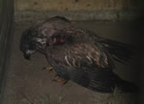 An image of the injured eagle. Credit: USFWS