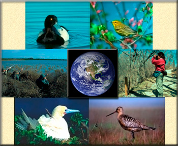 Migratory Birds