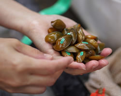 A handful of tagged mussels being held by a USFWS biologist