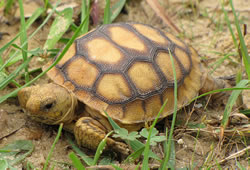 A small yellow and brown tortoise sits in the grass