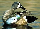 Blue-winged teal photo by Dave Menke, FWS