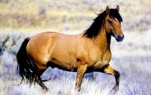 Kiger Wild Horse Viewing Area