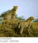 Cheetahs