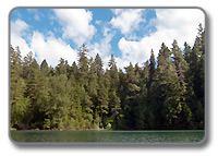 Oregon Forestry