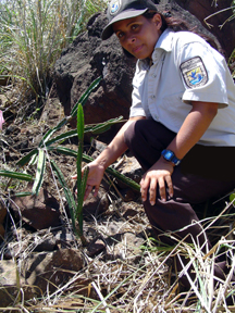 Biologist with Endangered Culebra cactus