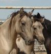 Mare/Foal Pair