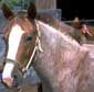 adopted wild horse-South Dakota