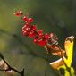 berries-Montana