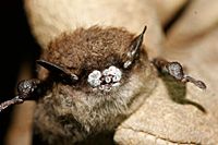 Photo of Bat with White-Nose Syndrome