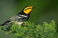 Golden Cheeked Warbler