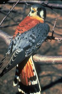 American kestrel