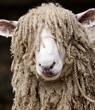 Curly-top Cotswold Sheep