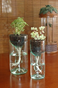 Great use for old wine bottles