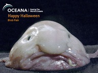 Blobfish