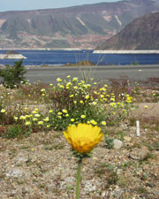 Desert Sunflower in front of Fortification Hill