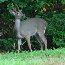 White-tailed Deer