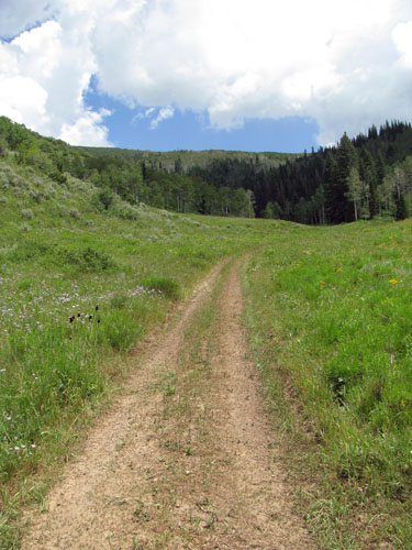 Image of Forest 2-track road