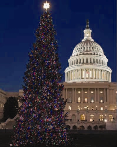 Capitol Christmas Tree