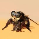 Photo: Bumble Bee Robber Fly (Laphria femaldi)—Family: Asilidae