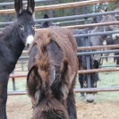 Photo: It’s not a Wooly Bully, or even a wooly mammoth, just a burro with a thick coat for the winter.