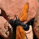 Photo: Tarantula Hawk (Pepsis sp.)—Family: Pompilidae