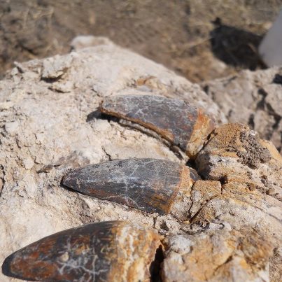 Photo: Happy National Fossil Day!

Did you know we have fossils lurking in the hills along I-5? This awesome fossil photo was taken in the Panoche Hills of Fresno County in 2010 by BLM California Employee Kelly Bougher.