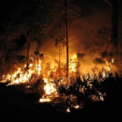 Photo: Applications for the BIA/ tribal Prescribed Fire Mentoring Program are available online now at:  http://www.bia.gov/nifc/training/presmentor/index.htm

The purpose of this program is to offer opportunities to individuals to enhance their work experience by participating as a trainee or field coordinator/mentor at the Bureau of Indian Affairs (BIA) National Prescribed Fire Mentoring Hub located at the Seminole Agency in Florida or one ofthe Geographic Prescribed Fire Mentoring Hubs.

The Seminole program will be able to support two groups of participants this season. Each group of five to seven participants will be organized by Craig Cook, Mentoring Program Coordinator, from the pool of applicants provided by the Regional Fuels Specialists. Length of assignment will be 21 days, including travel.

The Geographic Hubs this year will be hosted by Crow Agency in Rocky Mountain Region and the Mississippi Choctaw in Eastern Region. Crow Agency will offer burning in the months of OctoberlNovember. Actual travel dates for Crow Agency will be coordinated between the hosting unit and the participant once they are selected. Mississippi Choctaw offers burning during the month of March, exact dates will be set dependent on weather. Length of assignment for the Geographic Hubs will be approximately two weeks.

Applications will be accepted from Bureau and Tribal employees currently working in fire management. Application deadline for 2012 Seminole program is November 30, 2012
Application deadline for 2012 Crow Agency (coordinated as received)
Application deadline for 2012 Mississippi Hub is December 30, 2011