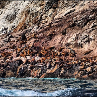 Photo: Across from the Piedras Blancas Lighthouse, sea lions are hauled out on one of twenty thousand small islands, rocks, exposed reefs, and pinnacles that make up the BLM-California Coastal National Monument. Photo by: Bob Wick 

See the entire set of photos: http://on.fb.me/QnWx9p

Learn about the BLM-California Coastal National Monument: http://www.blm.gov/ca/st/en/prog/blm_special_areas/nm/ccnm.html