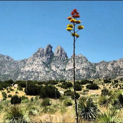 Photo: Sometimes Autumn colors appear in unusual places like the Organ Mountains in New Mexico. Photo: Eric Ernst, BLM Las Cruces Park Ranger (Taken with Instagram:  http://instagr.am/p/QfcvvxHIou/)