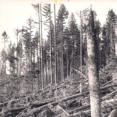 Photo: It's hard to believe that it was 50 years ago that the Columbus Day Storm rumbled, stumbled, and bumbled through Oregon. By all accounts it was a doozy. Following the storm, the BLM Roseburg District began intensive work to harvest and then replant the areas that had sustained damage. 

On the BLM Roseburg District alone the timber sale offerings went from 163 million board feet (MMBF) in 1962 before the storm to 259 and 243 MMBF in 1963 and 1964 respectively.  In that same time frame came the 1964 flood which caused serious damage to the infrastructure needed to extract the salvage and reforest the harvest areas. 

Seeding and tree planting on the BLM Roseburg District went from an average of 6,000 acres per year prior to the storm to 9,500 acres per year in the two years afterwards. In 1960 the BLM Roseburg District had 62 employees. In 1964 it had 70. This suggests that there was some heavy duty work going on by BLM folks to accomplish the necessary timber sale prep, surveying, engineering, administration and reforestation associated with this one storm. 

See more historic photos here:  http://www.facebook.com/TheColumbusDayStorm/photos_stream