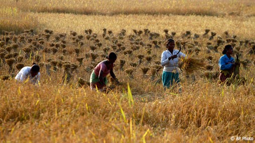 Indian women harvest rice in a field at Raja Panichanda village, on the outskirts of Gauhati, India, on November 4, 2011. [AP File Photo]