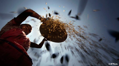 A woman dries crop at a paddy field in Burha Mayong, east of Gauhati, India, May 26, 2011. [AP File Photo]