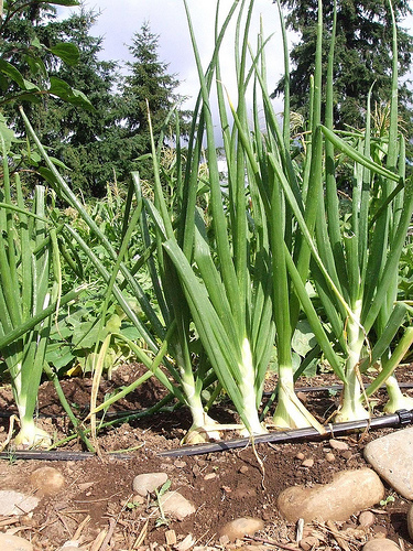 Onions and other crops being grown on Zenger Farm. The non-profit that runs the farm, Friends of Zenger Farm, was awarded a grant through the state of Oregon this fall for an initiative that aims to increase the number of community farms accepting SNAP.  Photo by Theo Elliot.